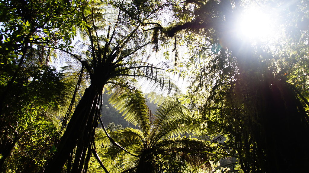 Punakaiki