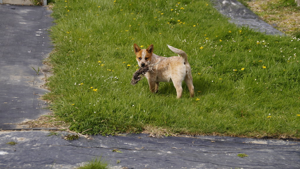 DSC5236-Kopie.JPG