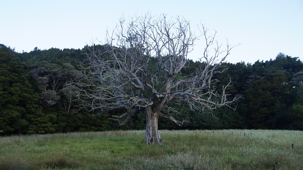 DSC8216.JPG